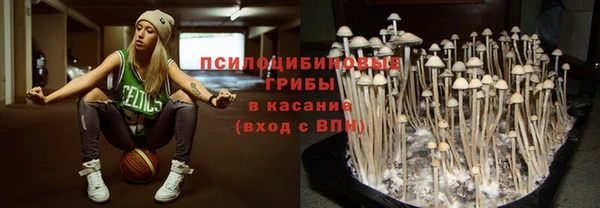 прущие грибы Новодвинск