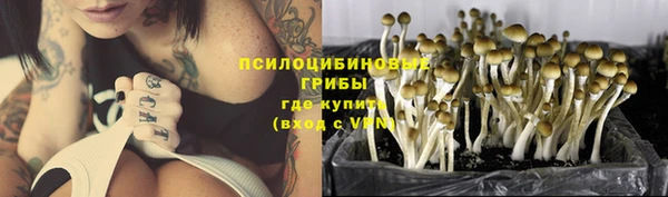 прущие грибы Новодвинск